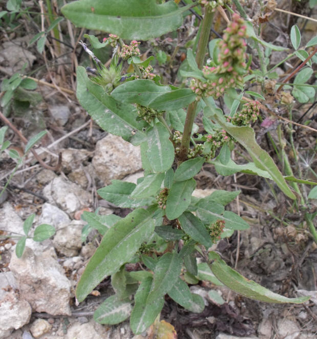 Determinazione Rumex